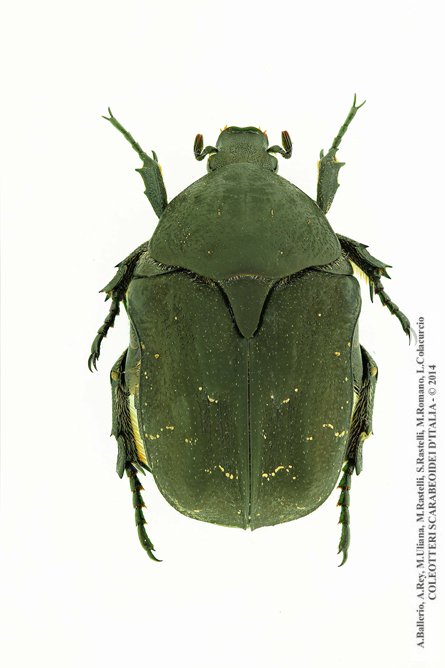 Protaetia morio morio